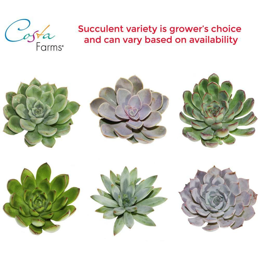 Cheap 🛒 Costa Farms 2.5 in. Grower's Choice Echeveria in 2 Tone Ceramic 🥰 - Image 2