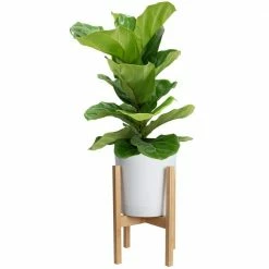 Brand new 🎉 Costa Farms Ficus Lyrata Fiddle Leaf Fig Bush Floor Plant in 9.25 in. White Cylinder Pot and Stand ✨