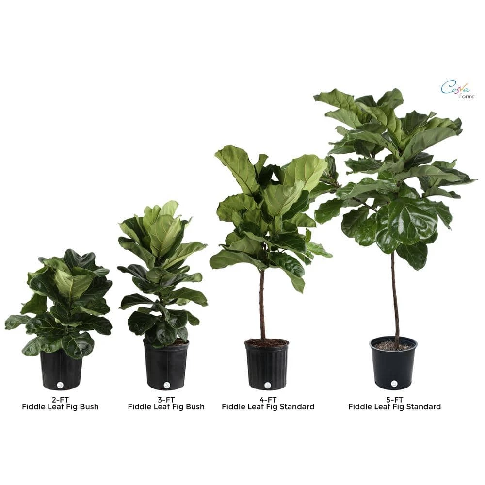 Deals ๐งจ Costa Farms Fiddle Leaf Fig Standard Plant in 10 in. Gray Planter ๐ - Image 5