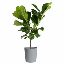 Deals 🧨 Costa Farms Fiddle Leaf Fig Standard Plant in 10 in. Gray Planter 🔔