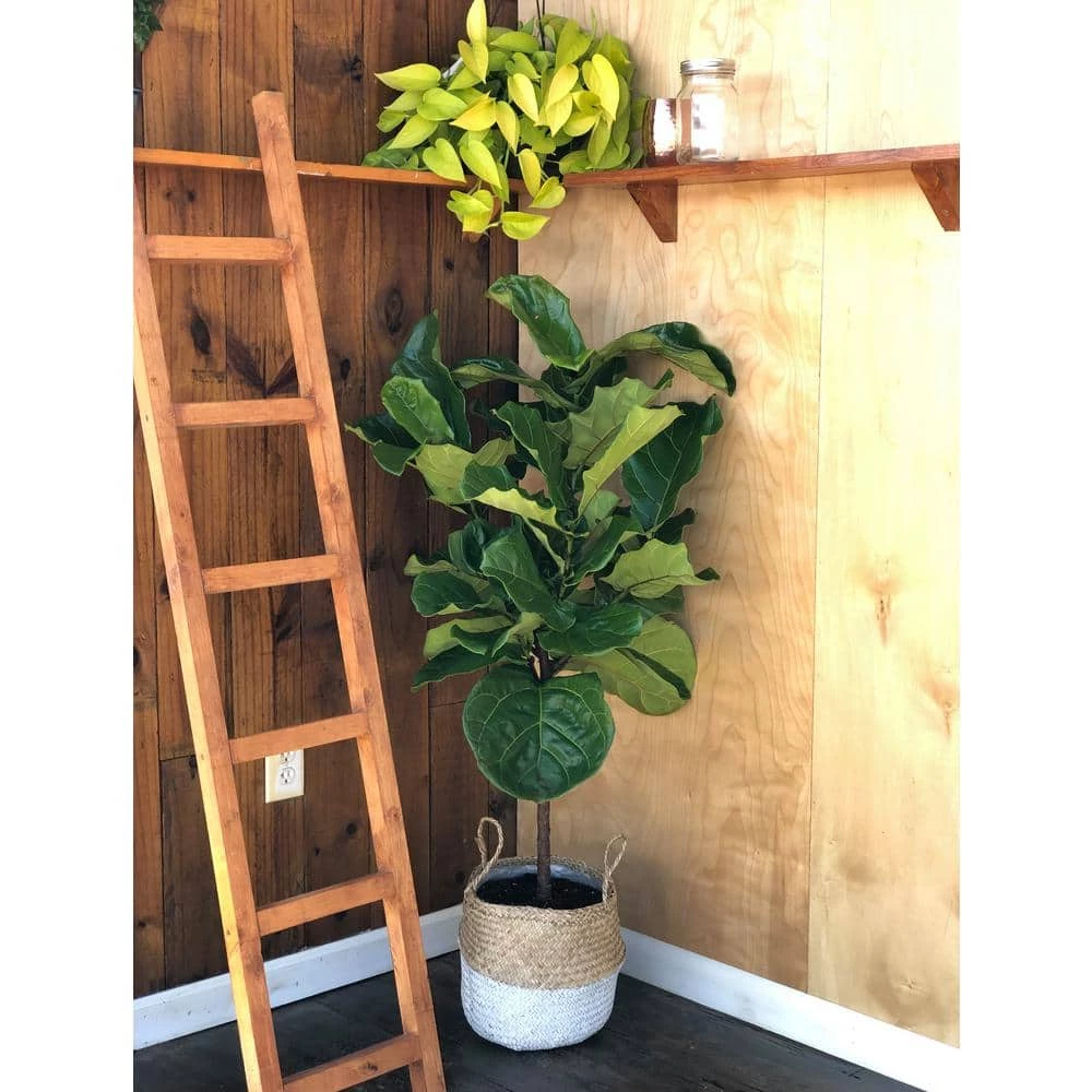 Deals ๐งจ Costa Farms Fiddle Leaf Fig Standard Plant in 10 in. Gray Planter ๐ - Image 3