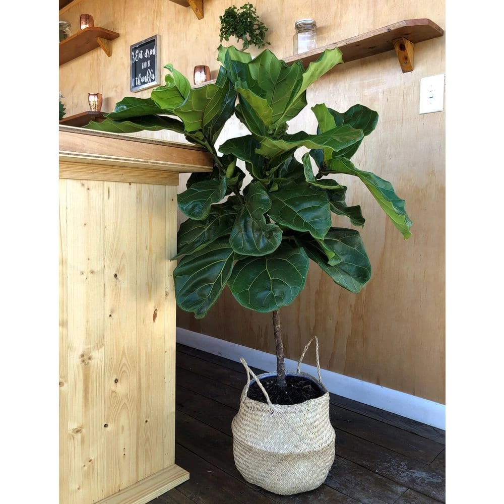 Brand new 🎁 Costa Farms Ficus Lyrata Fiddle Leaf Fig Standard Tree Floor Plant in 9.25 in. Natural Planter 🥰 - Image 4