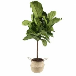 Brand new 🎁 Costa Farms Ficus Lyrata Fiddle Leaf Fig Standard Tree Floor Plant in 9.25 in. Natural Planter 🥰