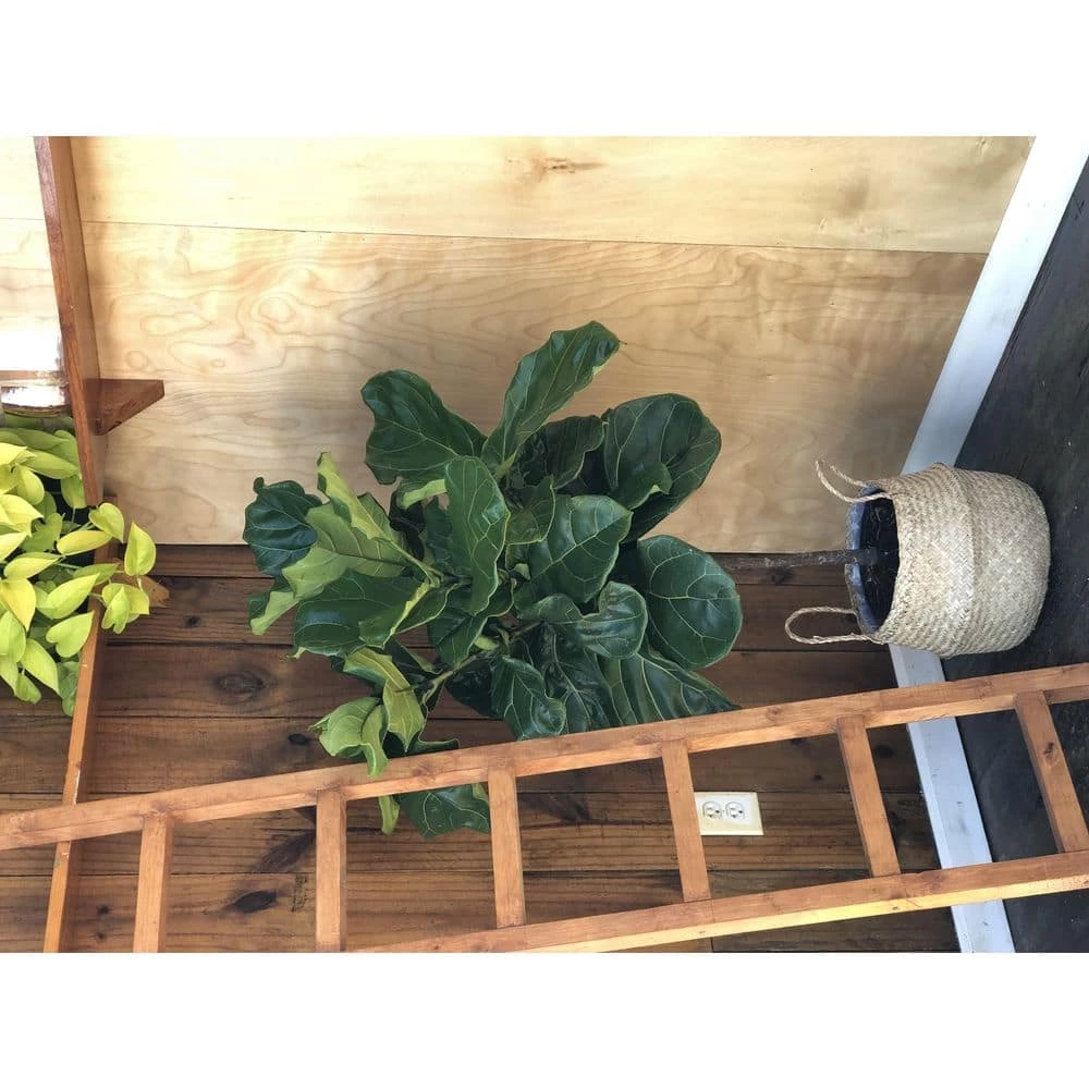 Brand new 🎁 Costa Farms Ficus Lyrata Fiddle Leaf Fig Standard Tree Floor Plant in 9.25 in. Natural Planter 🥰 - Image 3