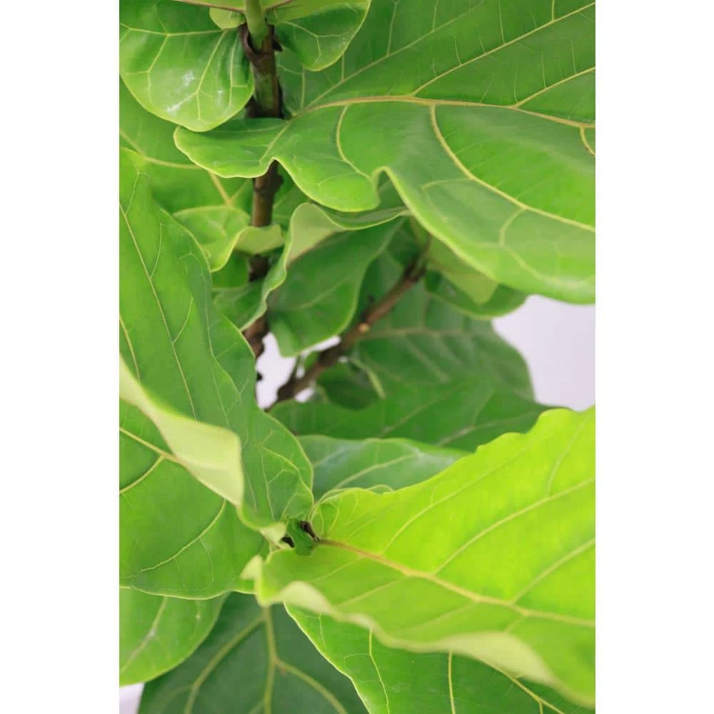 Buy 👍 Costa Farms Ficus Lyrata, Fiddle Leaf Fig Floor Plant in 10 in. Gray Planter 🔥 - Image 3