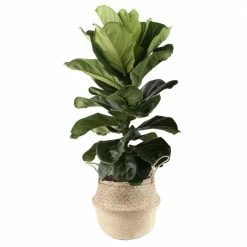 Buy 👍 Costa Farms Ficus Lyrata, Fiddle Leaf Fig Floor Plant in 10 in. Gray Planter 🔥