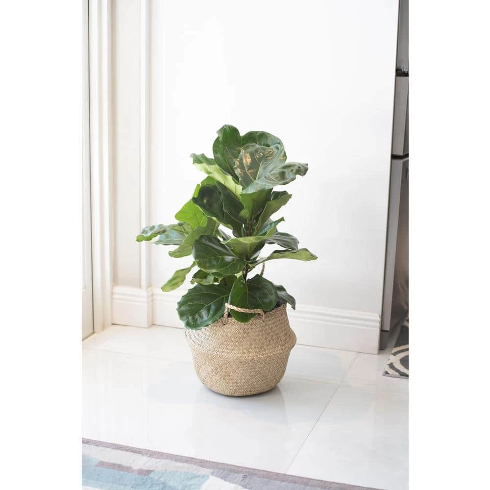 Buy 👍 Costa Farms Ficus Lyrata, Fiddle Leaf Fig Floor Plant in 10 in. Gray Planter 🔥 - Image 2