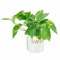 Hot Sale 🤩 Costa Farms Pothos Plant in 4 in. Home Sweet Home Ceramic 🔥
