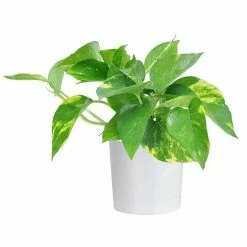 Cheapest ⭐ Costa Farms Pothos Plant in 4 in. White Cylinder Pot 👏