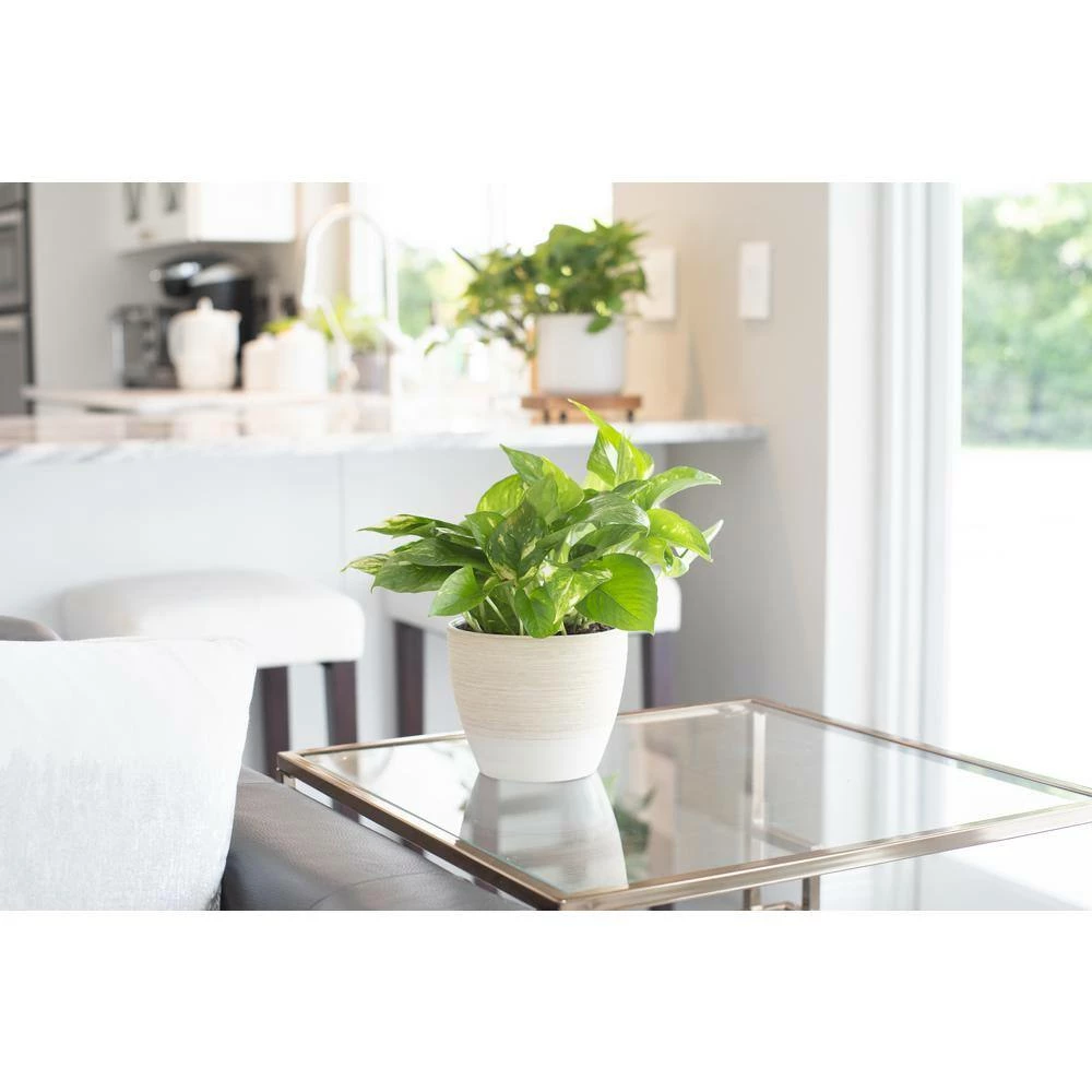 Cheapest ⭐ Costa Farms Pothos Plant in 4 in. White Cylinder Pot 👏 - Image 2