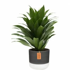 Best reviews of ⌛ Costa Farms 6 in. Grower's Choice Dracaena Plant in Two Tone Ceramic ✔️