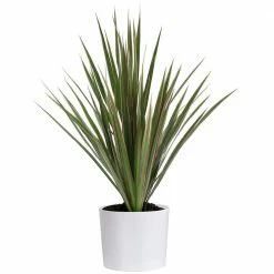 Hot Sale 🔥 Costa Farms Grower's Choice Dracaena Plant in 6 in. White Cylinder Pot ⌛