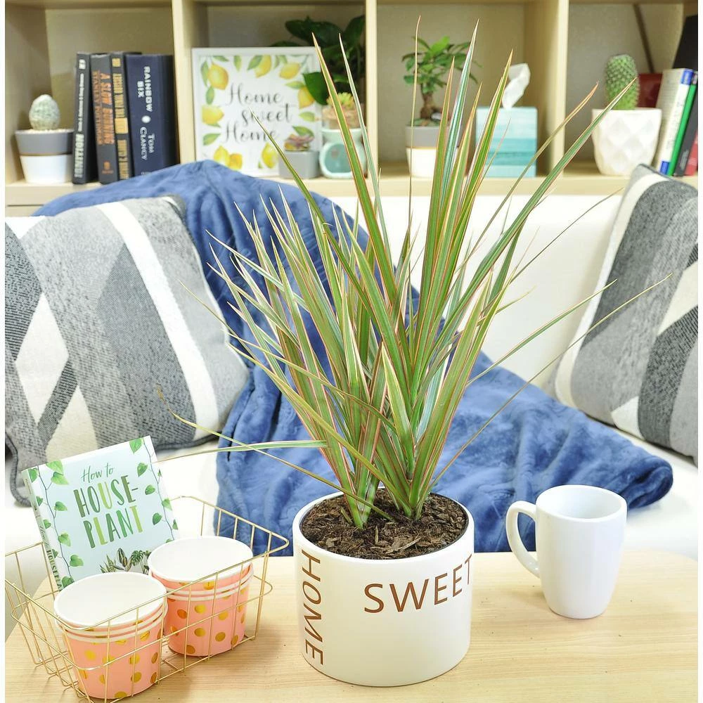 Outlet ✨ Costa Farms 6 in. Grower's Choice Dracaena Plant in Home Sweet Home White Ceramic 👏 - Image 3