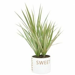 Outlet ✨ Costa Farms 6 in. Grower's Choice Dracaena Plant in Home Sweet Home White Ceramic 👏