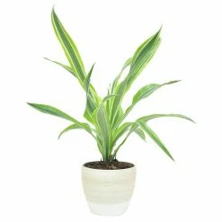 Flash Sale π― Costa Farms 6 in. Grower' Choice Dracaena Plant in Vanilla Cream Ceramic π