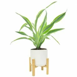 Flash Sale 😍 Costa Farms Grower's Choice Dracaena Plant in White Mid Century Pot and Stand 💯