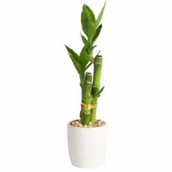 New 😀 Costa Farms Mini Lucky Bamboo Plant in White Ceramic Po 👏