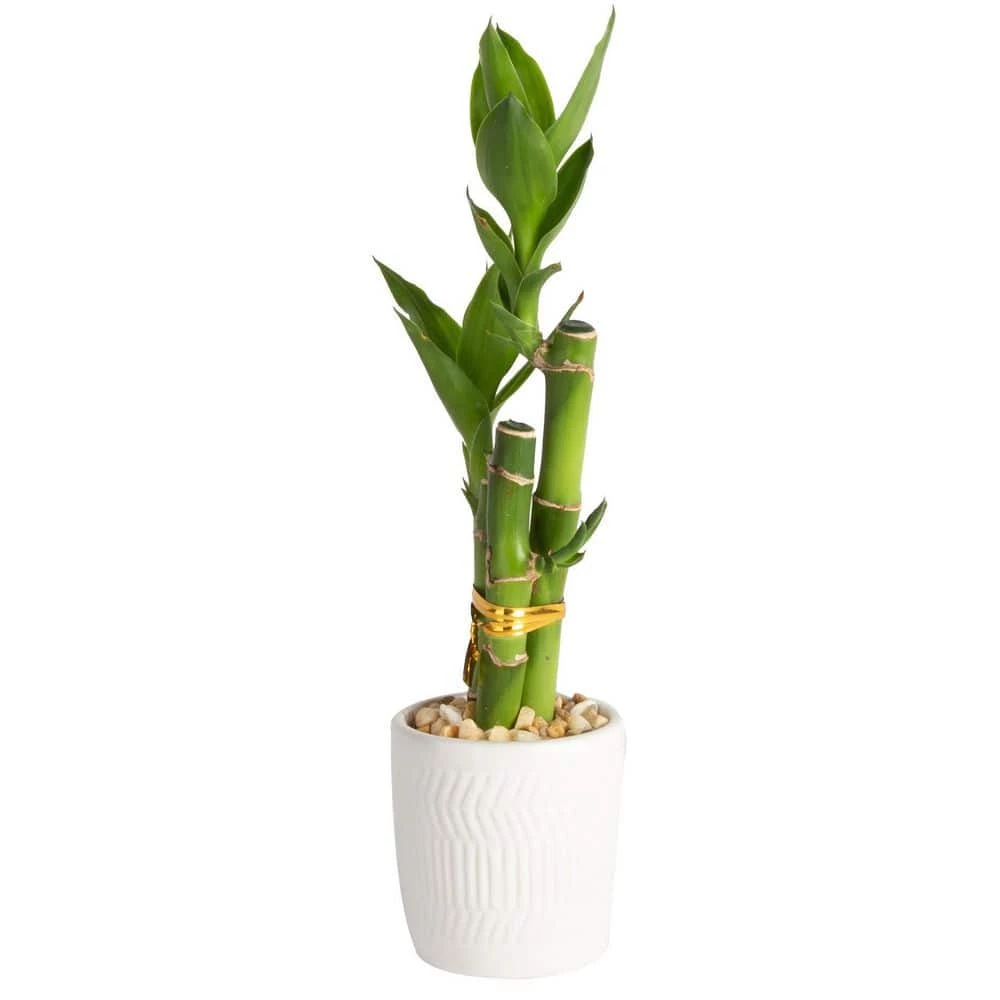 New 😀 Costa Farms Mini Lucky Bamboo Plant in White Ceramic Po 👏