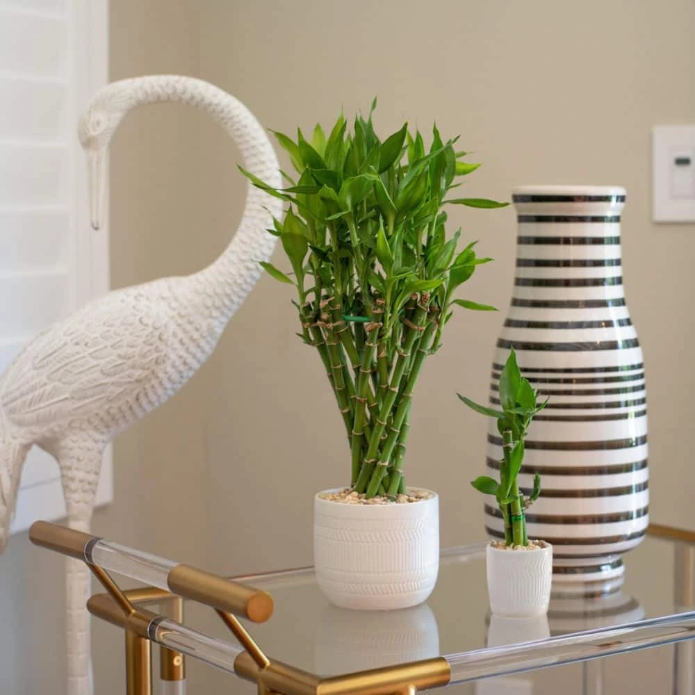 New 😀 Costa Farms Mini Lucky Bamboo Plant in White Ceramic Po 👏 - Image 2