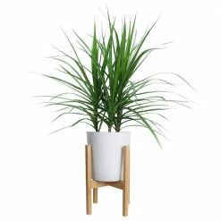 Best deal 👍 Costa Farms Marginata Plant in 10in. White Cylinder Pot and Stand ❤️