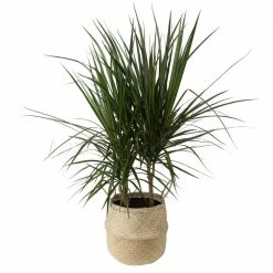 Best deal 🎁 Costa Farms 10 in. Marginata Plant in Natural Decor Basket 😉