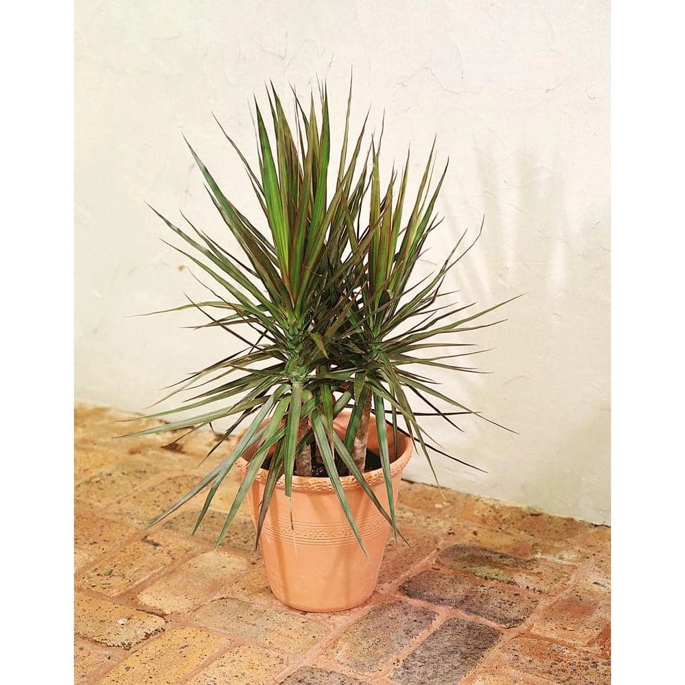 Best deal 🎁 Costa Farms 10 in. Marginata Plant in Natural Decor Basket 😉 - Image 2