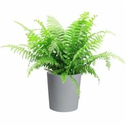 Best deal 🛒 Costa Farms Macho Fern Plant in 9.25 in. Gray Planter ⭐