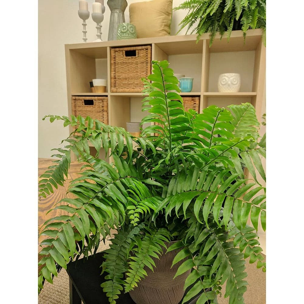 Deals 😉 Costa Farms 9.25 in. Macho Fern Plant in Natural Decor Basket 🤩 - Image 3