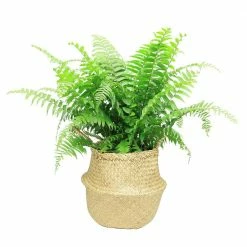 Deals 😉 Costa Farms 9.25 in. Macho Fern Plant in Natural Decor Basket 🤩