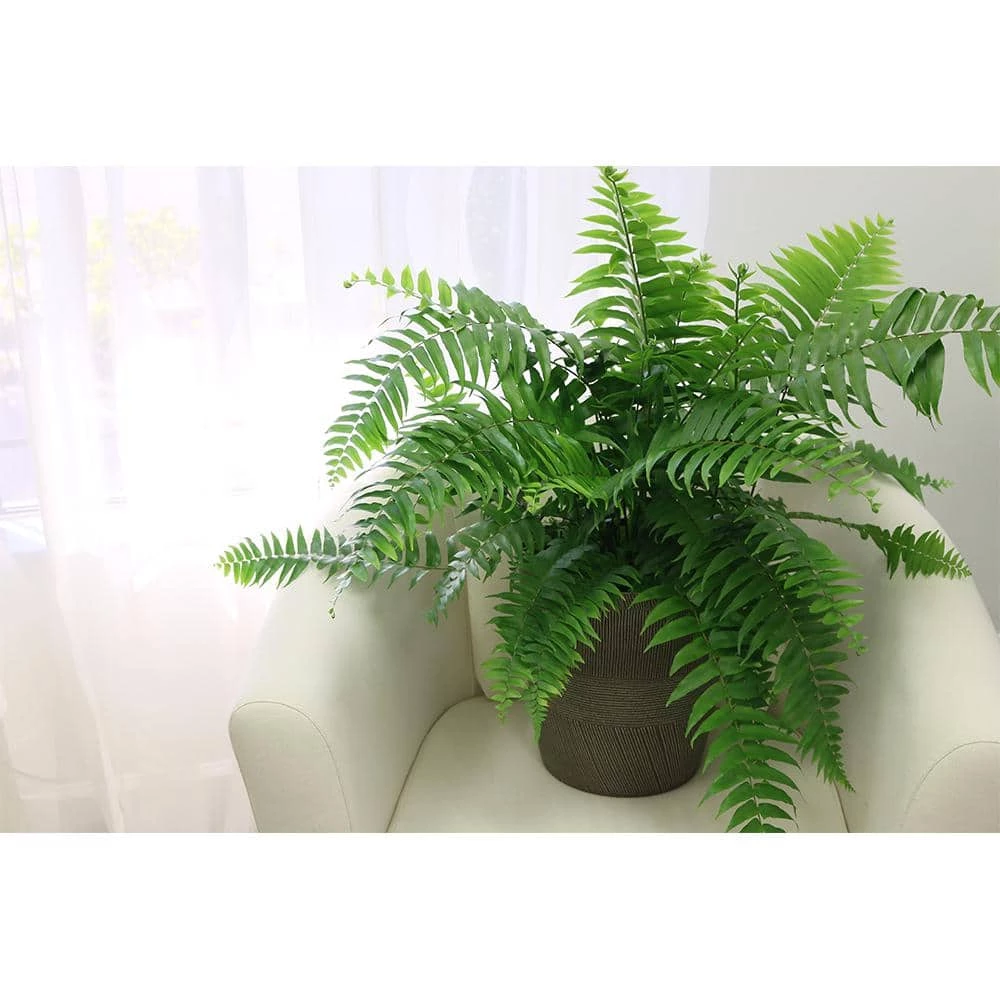 Deals 😉 Costa Farms 9.25 in. Macho Fern Plant in Natural Decor Basket 🤩 - Image 2
