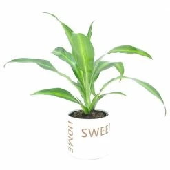 Best deal 🔔 Costa Farms Grower's Choice Dracaena Plant in 4in. Home Sweet Home Ceramic 👍