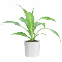 Hot Sale 😉 Costa Farms Grower's Choice Dracaena Plant in 4in. White Cylinder Pot ❤️