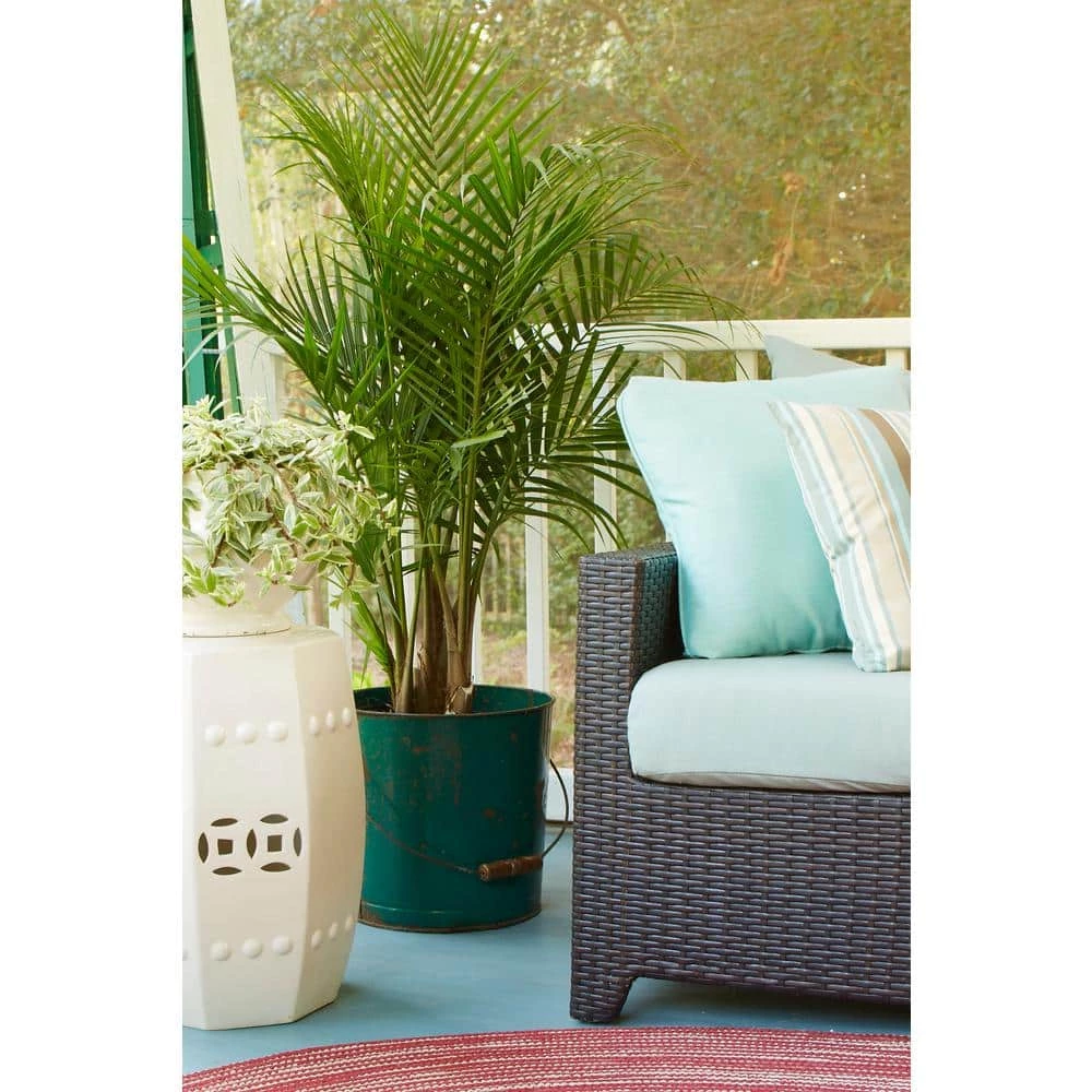 Best Sale ๐ Costa Farms Palm Majesty Plant in 10 in. Gray Pot โญ - Image 3