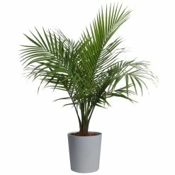 Best Sale 🎉 Costa Farms Palm Majesty Plant in 10 in. Gray Pot ⭐