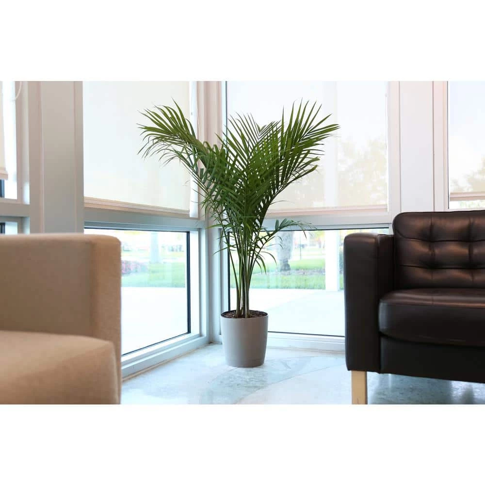 Best Sale ๐ Costa Farms Palm Majesty Plant in 10 in. Gray Pot โญ - Image 2