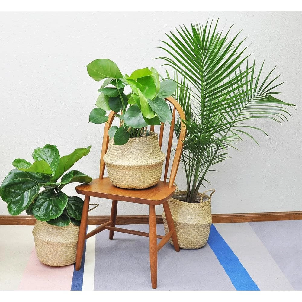 Budget 🛒 Costa Farms 10 in. Majesty Palm Plant in Natural Decor Basket 💯 - Image 4