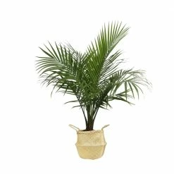 Budget 🛒 Costa Farms 10 in. Majesty Palm Plant in Natural Decor Basket 💯
