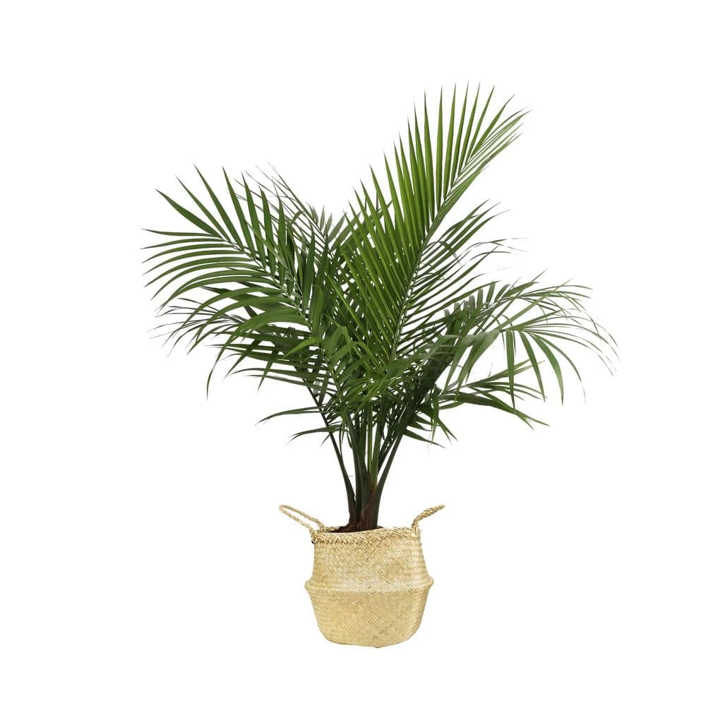 Budget 🛒 Costa Farms 10 in. Majesty Palm Plant in Natural Decor Basket 💯