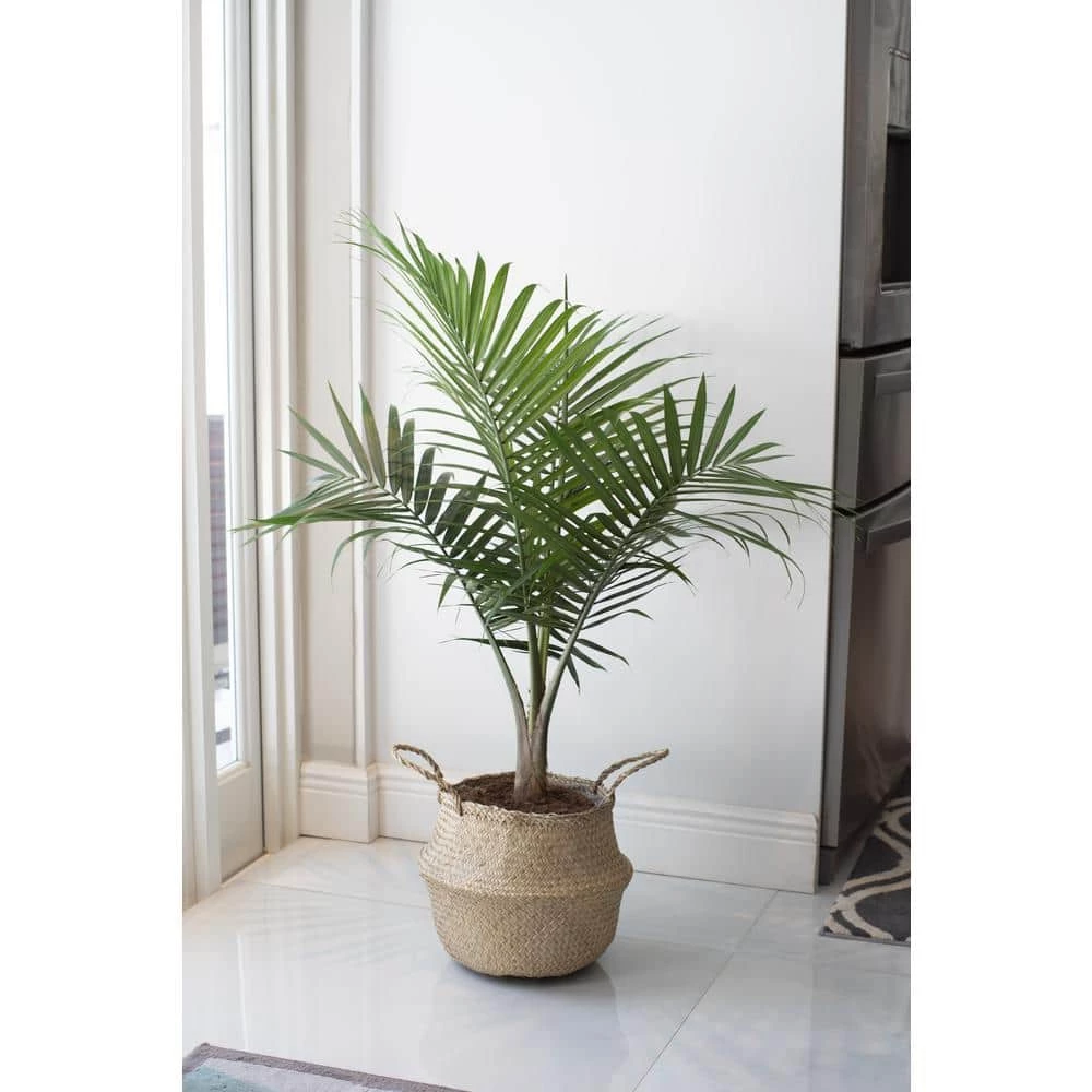 Budget 🛒 Costa Farms 10 in. Majesty Palm Plant in Natural Decor Basket 💯 - Image 2