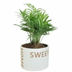 Best deal 🎉 Costa Farms Neanthebella Palm Plant in 6 in. Home Sweet Home Ceramic ⌛