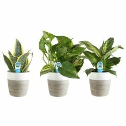 Best deal 😀 Costa Farms O2 for You House Plant Collection in 4 in. Decor Pot (3-Pack) 🧨