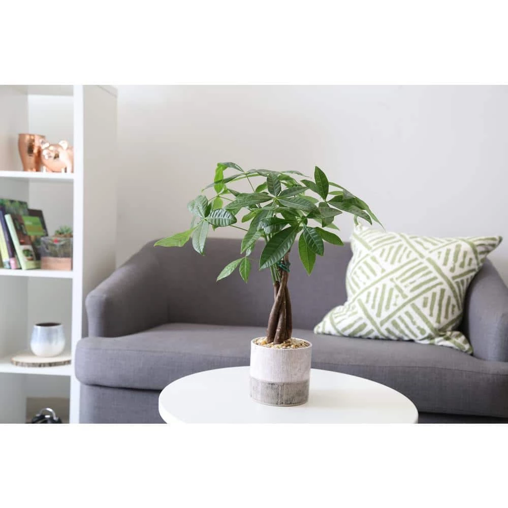 Coupon 💯 Costa Farms Pachira, Money Tree Plant in 5 in. Premium Ceramic 😉 - Image 3