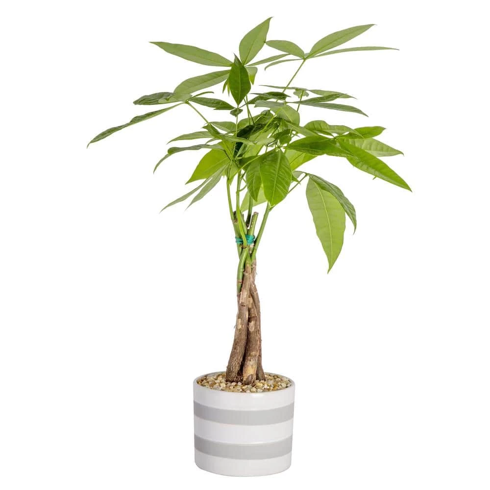 Coupon 💯 Costa Farms Pachira, Money Tree Plant in 5 in. Premium Ceramic 😉