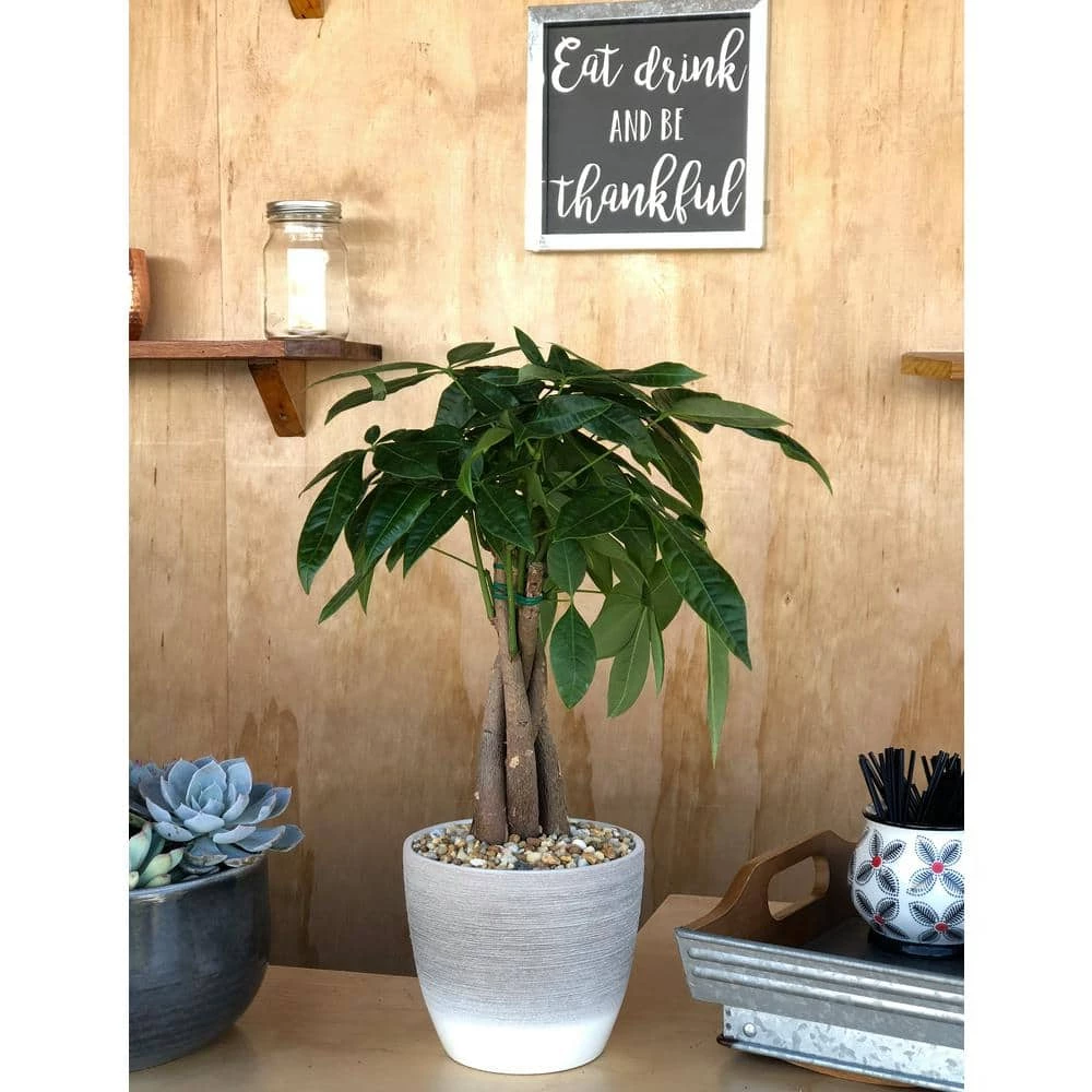 Coupon 💯 Costa Farms Pachira, Money Tree Plant in 5 in. Premium Ceramic 😉 - Image 2