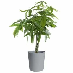 Buy 🔥 Costa Farms 10 in. Pachira Braid, Money Tree Plant in Gray Planter 🔔