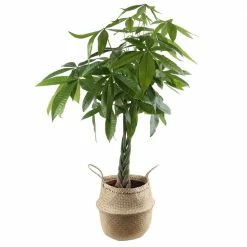 Cheap 👍 Costa Farms Pachira Money Tree Plant in 10 in. Natural Decor Planter 💯