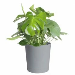 Coupon 🎁 Costa Farms Philodendron Monstera Swiss Cheese Plant in 10 in. Gray Planter 👏