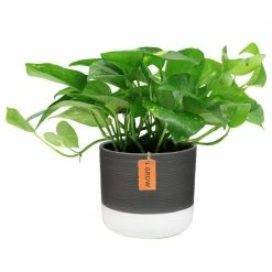 Cheap 🧨 Costa Farms 6 in. Pothos Plant in Two Tone Ceramic 🔥