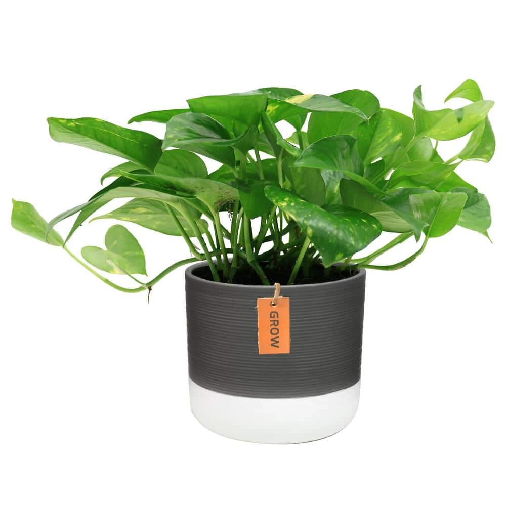 Cheap ๐งจ Costa Farms 6 in. Pothos Plant in Two Tone Ceramic ๐ฅ