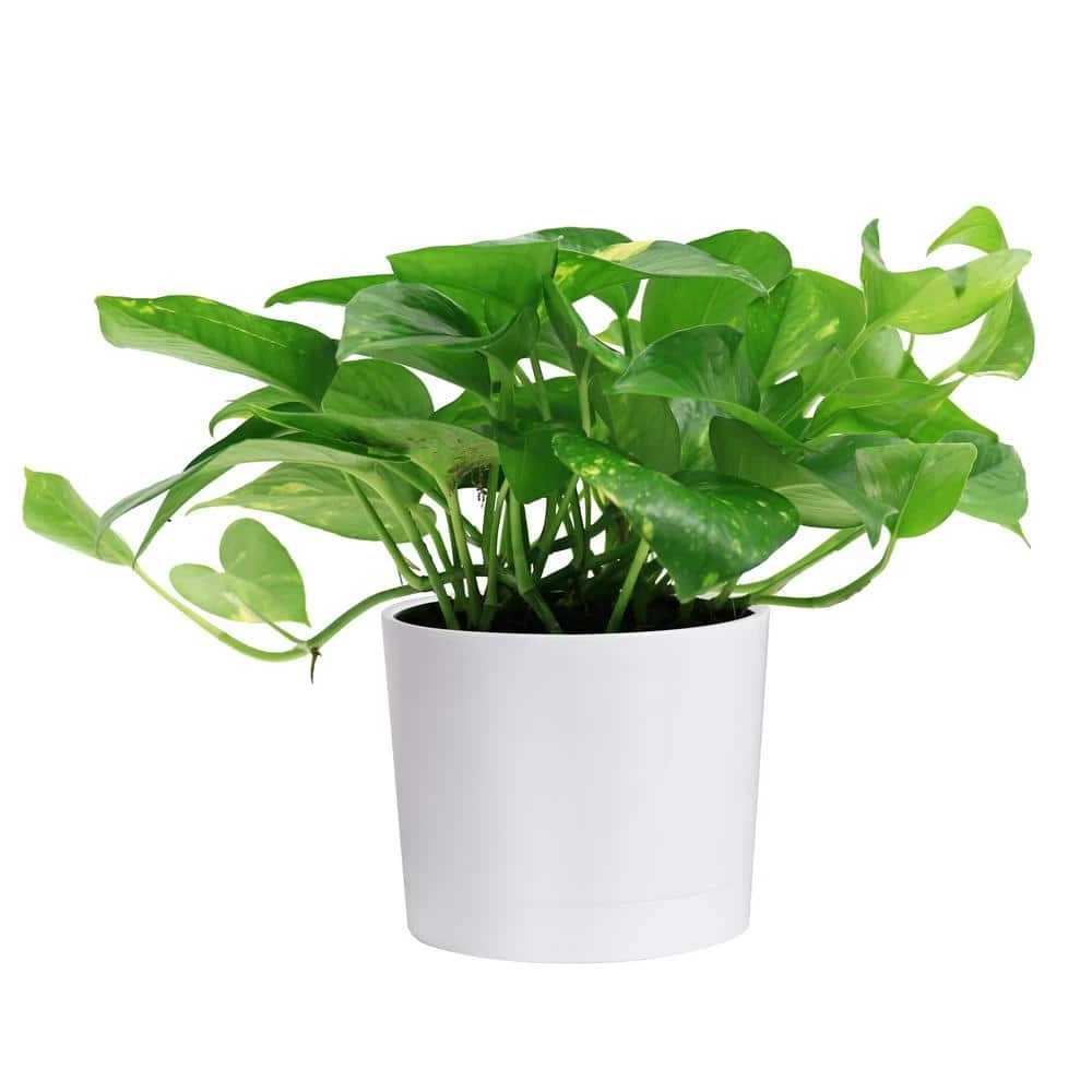 Hot Sale ๐ Costa Farms 6 in. Pothos in White Cylinder Pot ๐